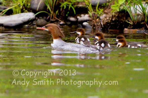 Common Merganser Female with Young